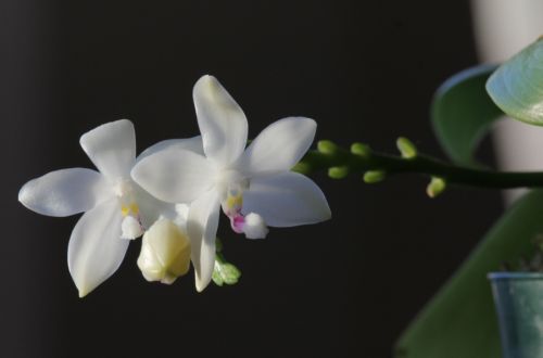 Name:  Phalaenopsis tetraspis 'C1' June 2014 03.jpg
Views: 671
Size:  31.2 KB
