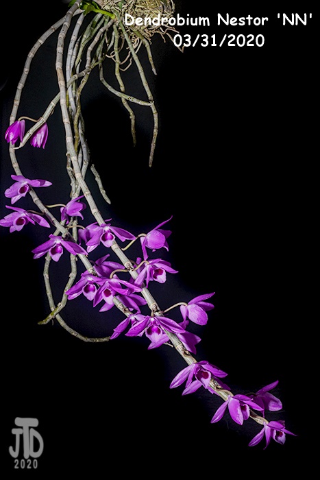 Name:  Dendrobium Nestor 'NN'3 03312020.jpg
Views: 1082
Size:  91.8 KB