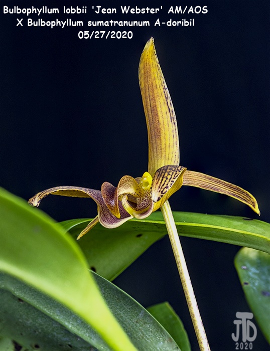 Name:  Bulbophyllum lobbii 'Jean Webster' AMAOS X Bulb. sumatranunum A-doribil2 05282020.jpg
Views: 2799
Size:  139.5 KB