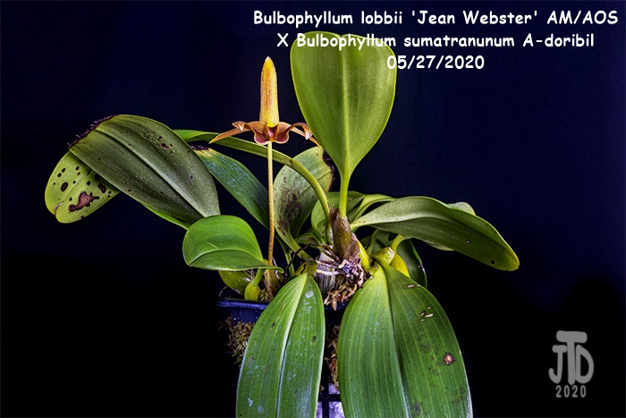 Name:  Bulbophyllum lobbii 'Jean Webster' AMAOS X Bulb. sumatranunum A-doribil1 05282020.jpg
Views: 1831
Size:  158.1 KB
