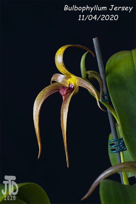 Name:  Bulbophyllum Jersey2 11042020.jpg
Views: 468
Size:  86.7 KB