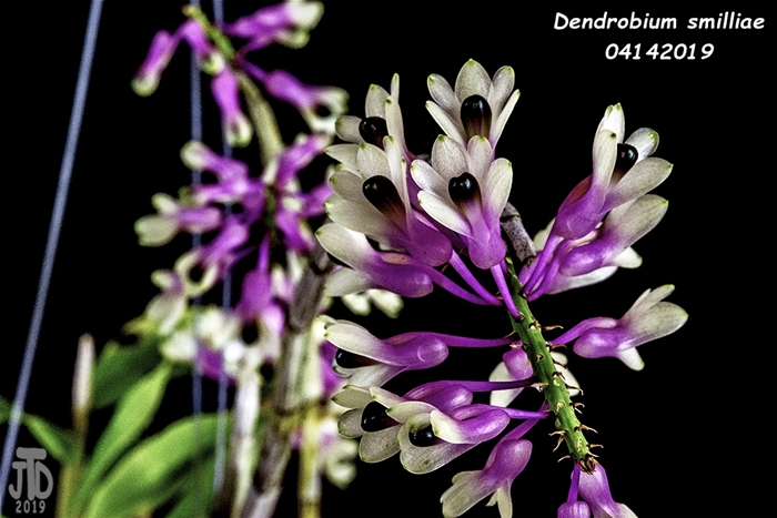 Name:  Dendrobium smilliae2 04142019.jpg
Views: 867
Size:  219.3 KB