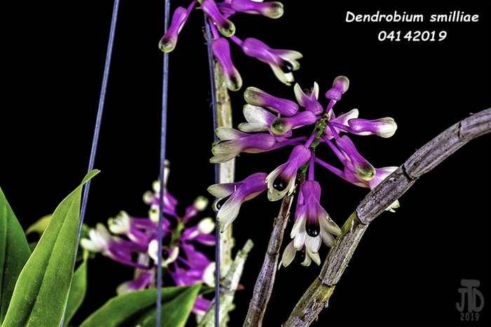 Name:  Dendrobium smilliae3 04142019.jpg
Views: 912
Size:  194.9 KB