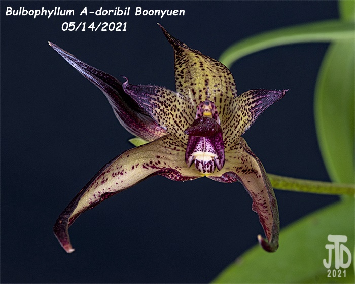 Name:  Bulbophyllum A-doribil Boonyuen5 05142021.jpg
Views: 297
Size:  144.5 KB