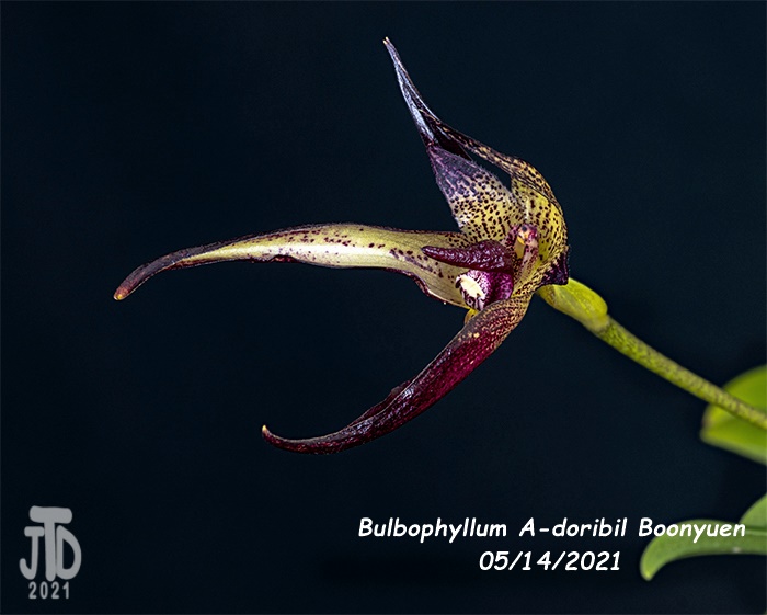 Name:  Bulbophyllum A-doribil Boonyuen2 05142021.jpg
Views: 343
Size:  115.1 KB