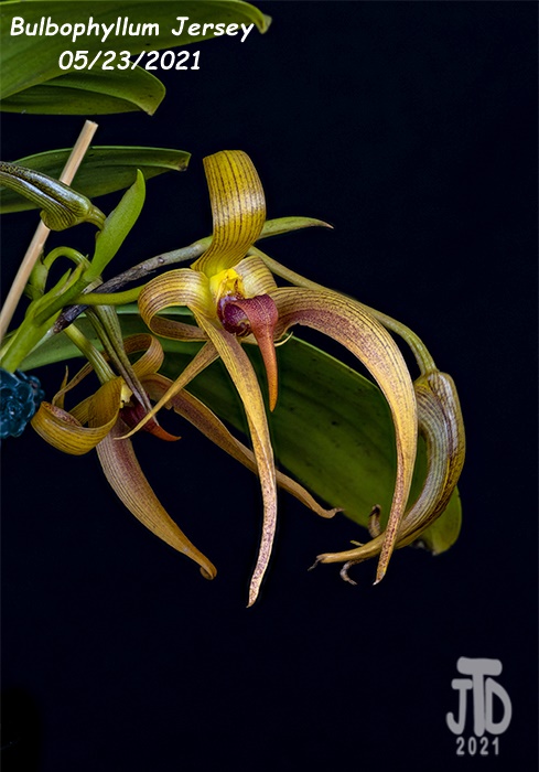 Name:  Bulbophyllum Jersey2 05232021.jpg
Views: 284
Size:  113.2 KB