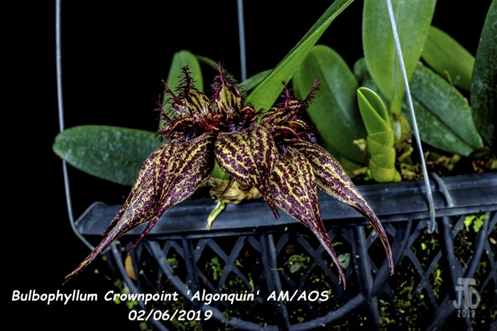 Name:  Bulbophyllum Crownpoint 'Algonquin' AM-AOS2 02052019.jpg
Views: 878
Size:  250.0 KB