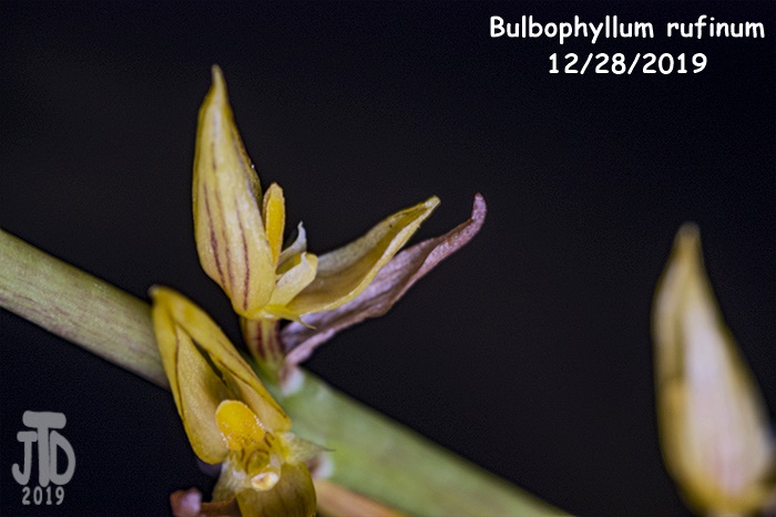 Name:  Bulbophyllum rufinum4 12282019.jpg
Views: 306
Size:  109.6 KB