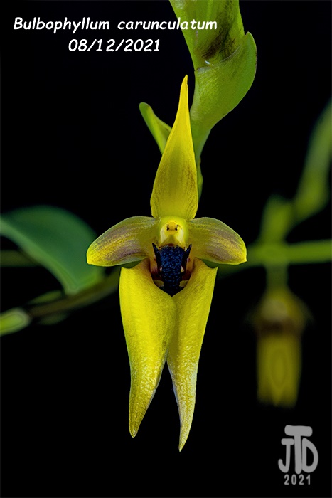 Name:  Bulbophyllum carunculatum3 08122021.jpg
Views: 364
Size:  77.3 KB