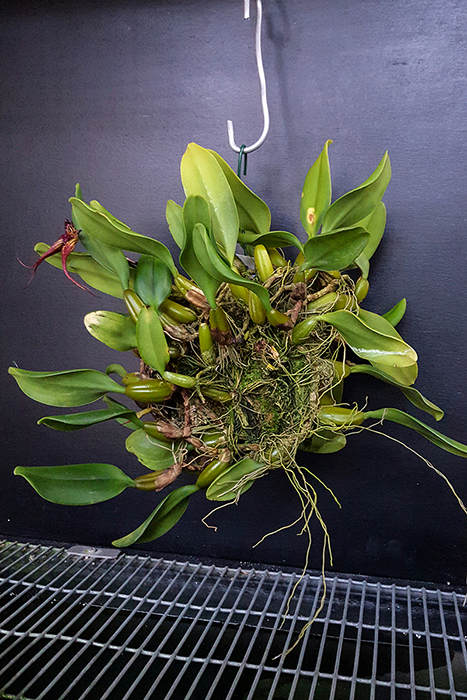 Name:  Bulbophyllum fascinator 700.jpg
Views: 492
Size:  404.7 KB