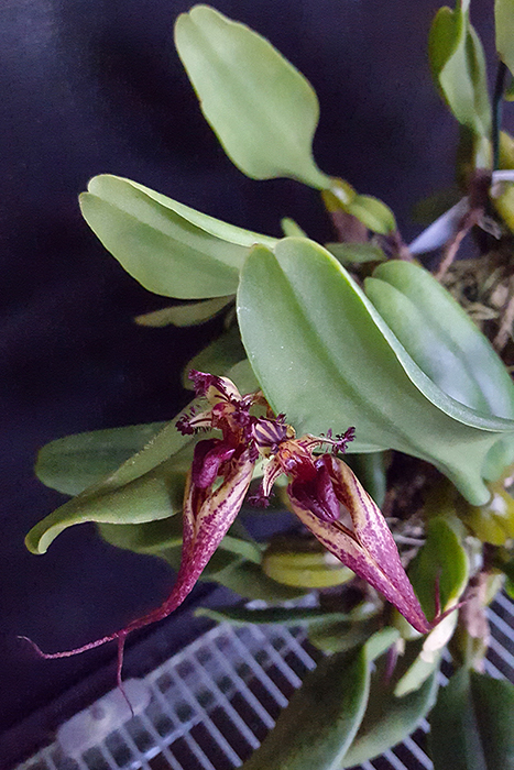 Name:  Bulbophyllum fascinator 700a.jpg
Views: 386
Size:  359.2 KB