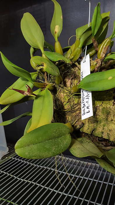 Name:  Bulbophyllum fascinator 5.jpg
Views: 300
Size:  320.5 KB