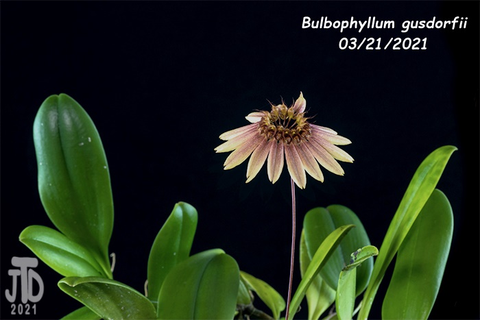Name:  Bulbophyllum gusdorfii4 03212021.jpg
Views: 1603
Size:  104.9 KB
