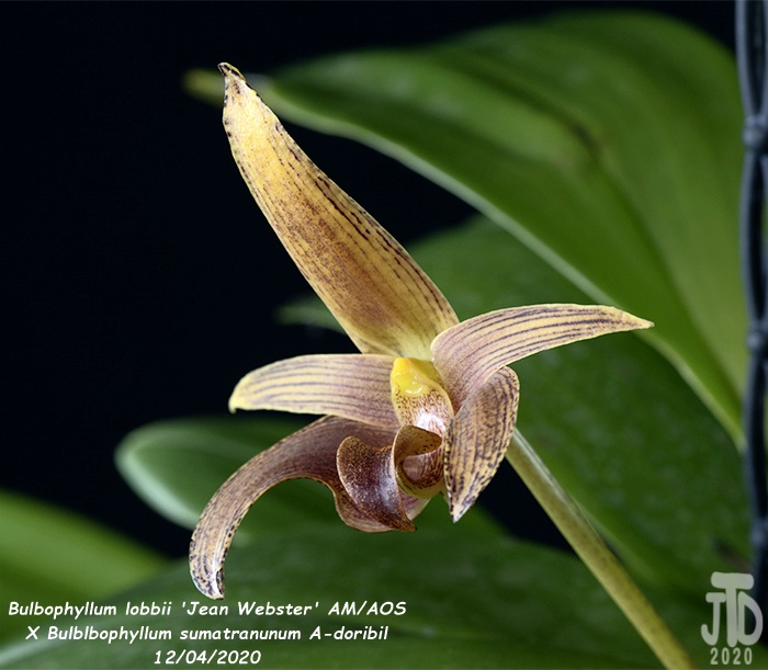 Name:  Bulbophyllum lobbii 'Jean Webster' AMAOS X Bulb. sumatranunum A-doribil4 12032020.jpg
Views: 493
Size:  124.7 KB