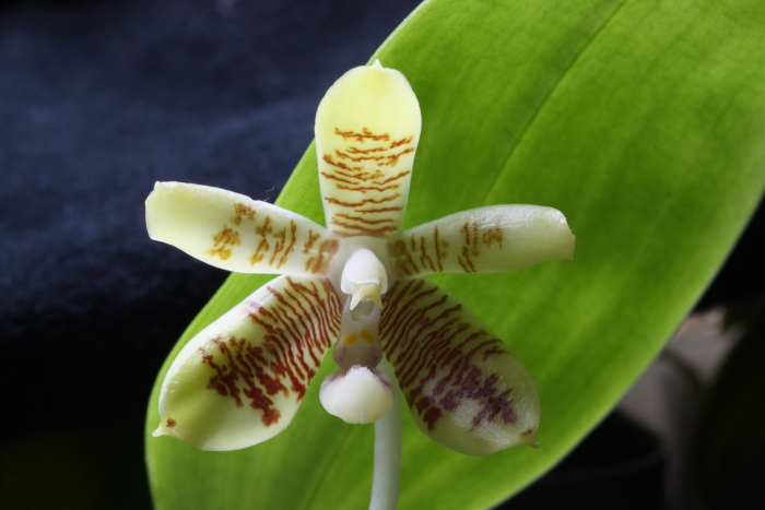 Name:  Phalaenopsis inscriptiosinensis.jpg
Views: 331
Size:  257.9 KB