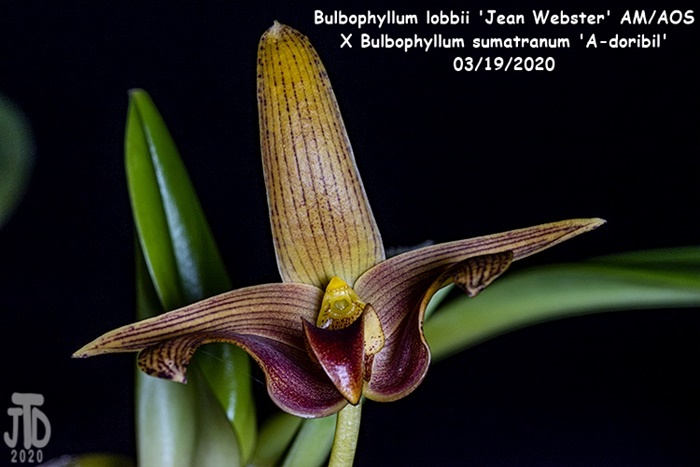 Name:  Bulbophyllum lobbii 'Jean Webster' AMAOS X Bulb sumatranum 'A-doribil'4 03182020.jpg
Views: 583
Size:  101.7 KB