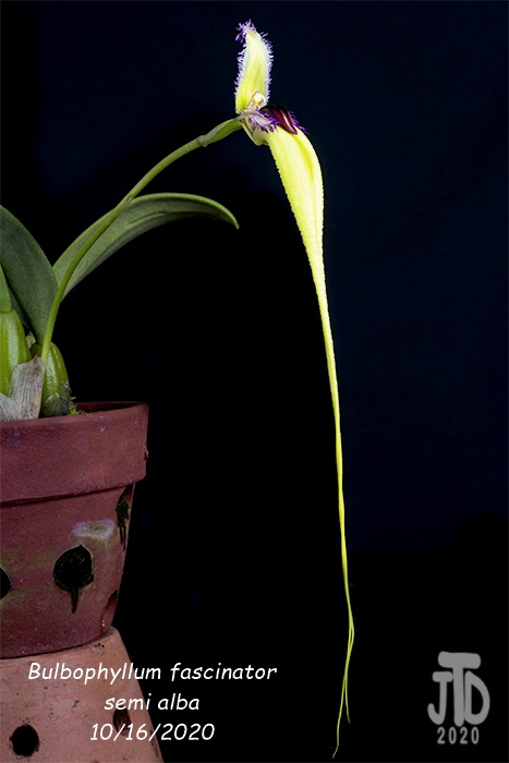 Name:  Bulbophyllum fascinator semi alba4 10162020.jpg
Views: 2396
Size:  70.4 KB