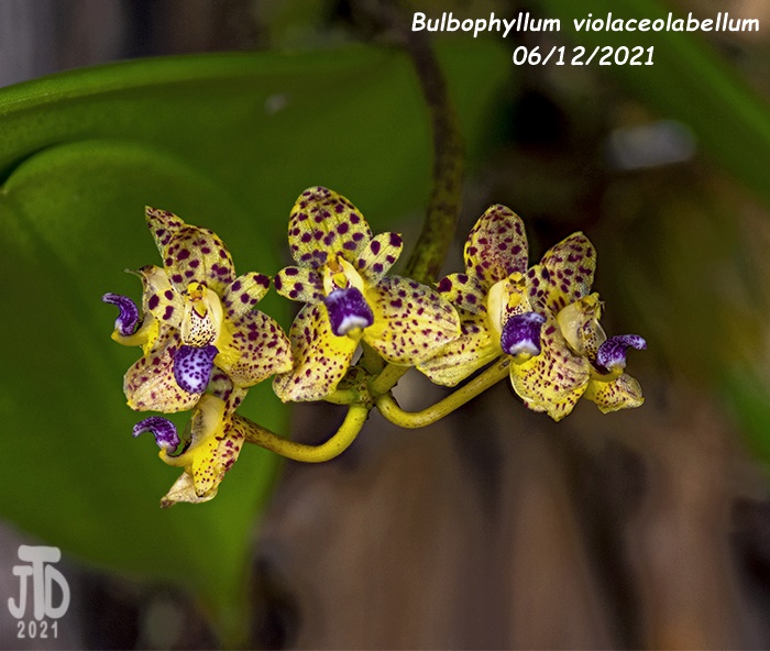 Name:  Bulbophyllum violaceolabellum3 06112021.jpg
Views: 276
Size:  146.3 KB