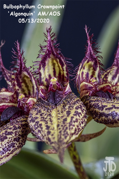 Name:  Bulbophyllum Crownpoint 'Algonquin' AM-AOS2 05132020.jpg
Views: 163
Size:  162.8 KB