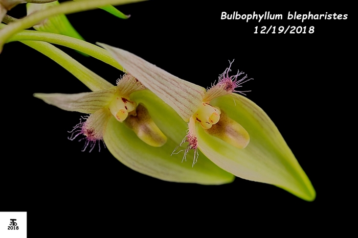 Name:  Bulbophyllum blepharistes4 12172018.jpg
Views: 167
Size:  122.5 KB