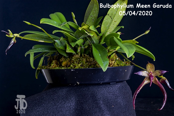 Name:  Bulbophyllum Meen Garuda1 05042020.jpg
Views: 213
Size:  139.0 KB