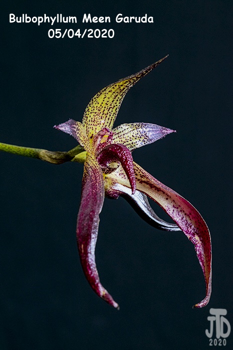Name:  Bulbophyllum Meen Garuda5 05042020.jpg
Views: 350
Size:  117.6 KB