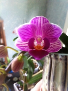 Name:  tyrian orchid.jpg
Views: 9190
Size:  49.1 KB