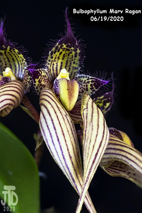 Name:  Bulbophyllum Marv Ragan2 06182020.jpg
Views: 2223
Size:  139.5 KB
