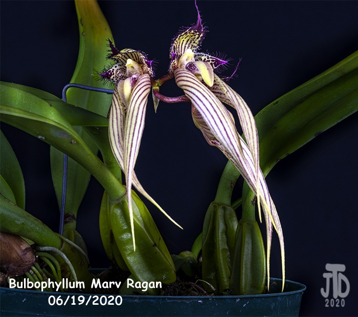 Name:  Bulbophyllum Marv Ragan5 06182020.jpg
Views: 1876
Size:  150.9 KB