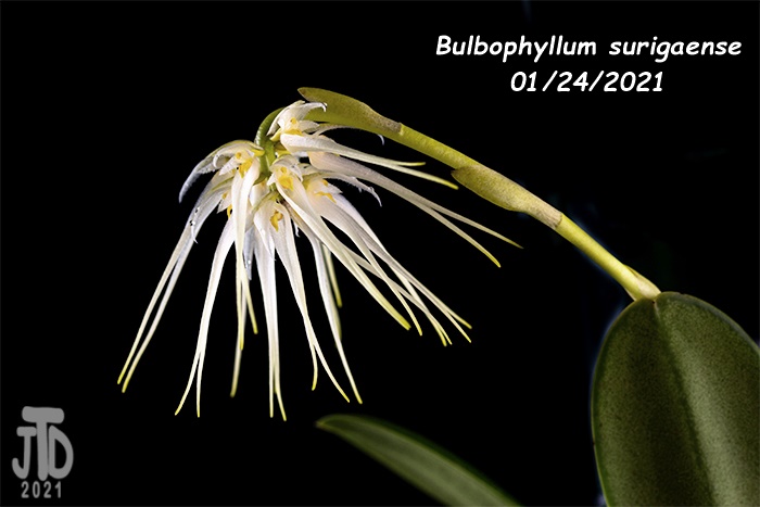 Name:  Bulbophyllum surigaense4 01242021.jpg
Views: 840
Size:  141.3 KB