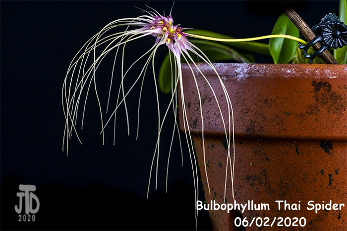 Name:  Bulbophyllum Thai Spider5 06022020.jpg
Views: 330
Size:  176.9 KB