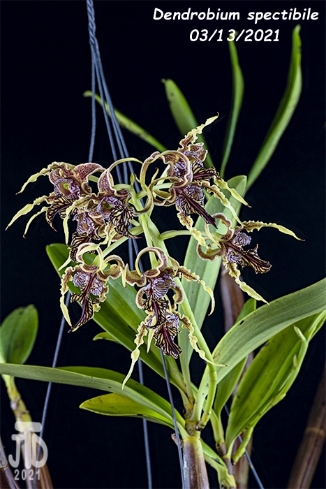 Name:  Dendrobium spectibile3 03132021.jpg
Views: 194
Size:  152.8 KB