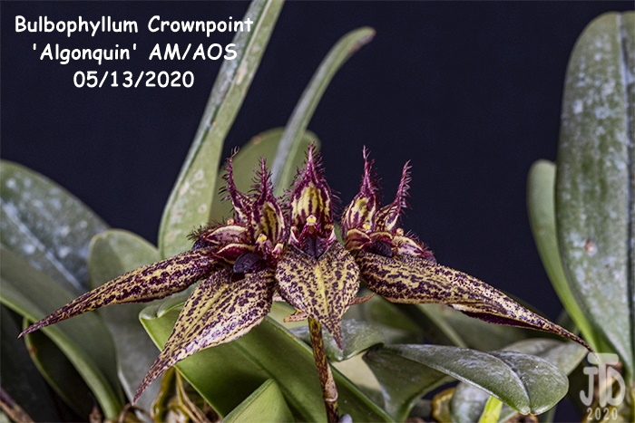 Name:  Bulbophyllum Crownpoint 'Algonquin' AM-AOS4 05132020.jpg
Views: 788
Size:  147.3 KB