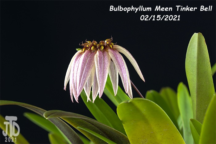 Name:  Bulbophyllum Meen Tinker Bell2 02152021.jpg
Views: 264
Size:  120.8 KB