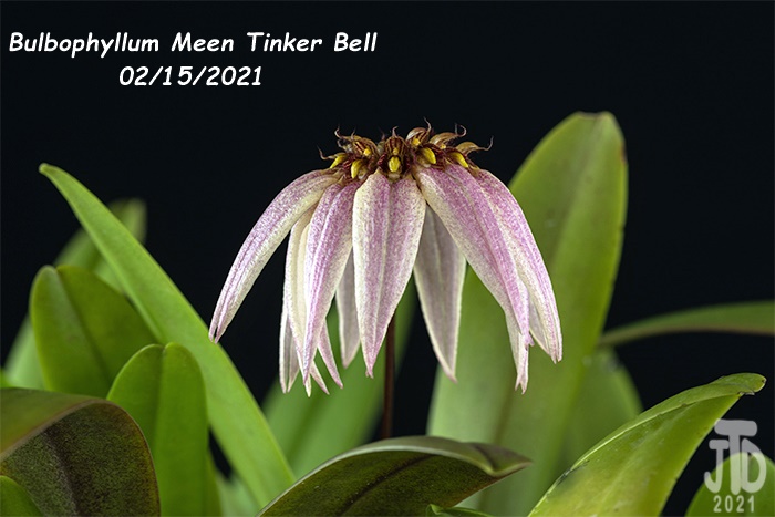 Name:  Bulbophyllum Meen Tinker Bell3 02152021.jpg
Views: 297
Size:  113.3 KB