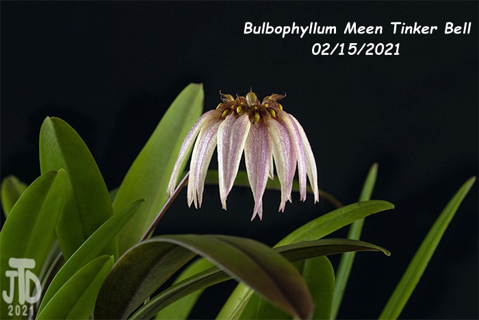 Name:  Bulbophyllum Meen Tinker Bell4 02152021.jpg
Views: 328
Size:  93.2 KB