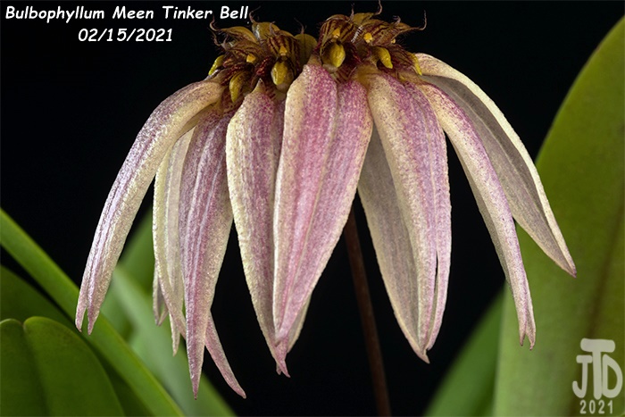 Name:  Bulbophyllum Meen Tinker Bell5 02152021.jpg
Views: 315
Size:  135.0 KB
