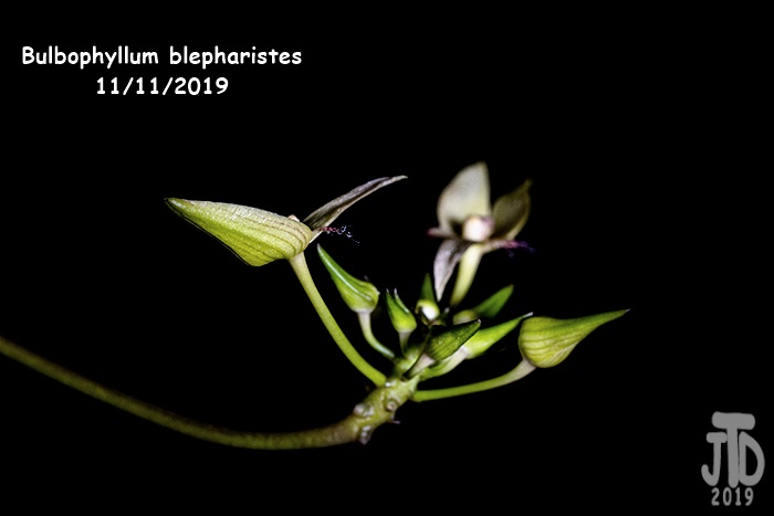 Name:  Bulbophyllum blepharistes3 11112019.jpg
Views: 104
Size:  105.2 KB