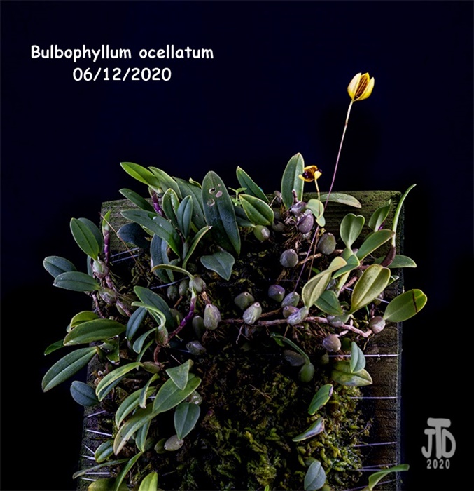 Name:  Bulbophyllum ocellatum1 06122020.jpg
Views: 291
Size:  159.0 KB