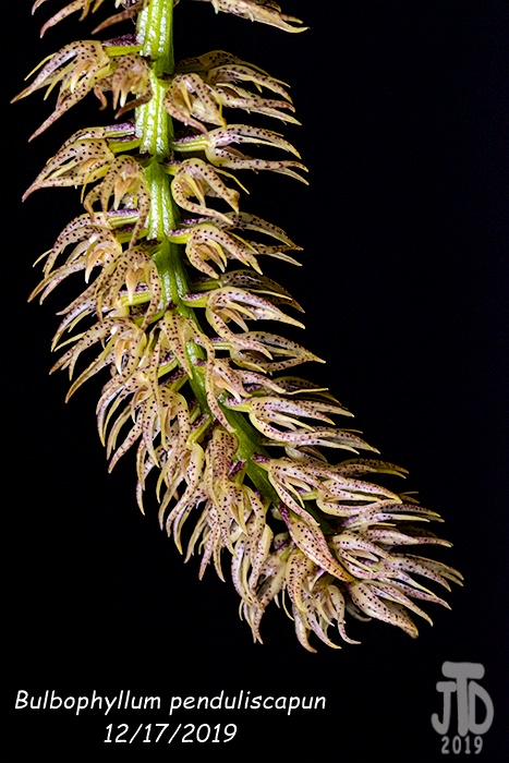 Name:  Bulbophyllum penduliscapun2 12172019.jpg
Views: 323
Size:  153.6 KB