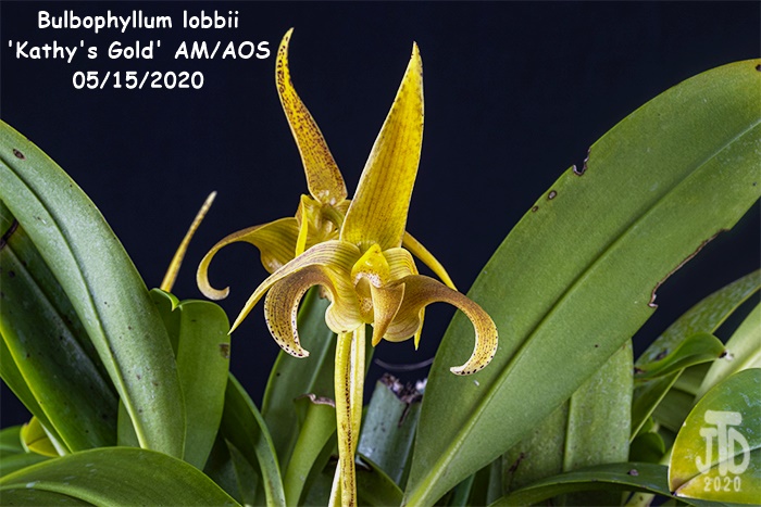 Name:  Bulbophyllum lobbii 'Kathy's Gold' AM-AOS3 05152020.jpg
Views: 651
Size:  140.6 KB