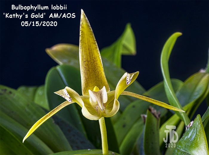 Name:  Bulbophyllum lobbii 'Kathy's Gold' AM-AOS4 05152020.jpg
Views: 679
Size:  122.0 KB