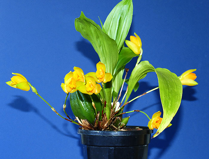 Name:  Lycaste-aromatica--May-2020.jpg
Views: 810
Size:  87.8 KB