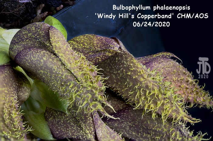 Name:  Bulbophyllum phalaenopsis 'Windy Hill's Copperband'2 CHM-AOS1 06222020.jpg
Views: 663
Size:  192.8 KB