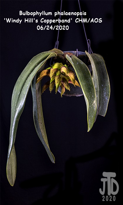 Name:  Bulbophyllum phalaenopsis 'Windy Hill's Copperband'1 CHM-AOS1 06222020.jpg
Views: 448
Size:  125.6 KB