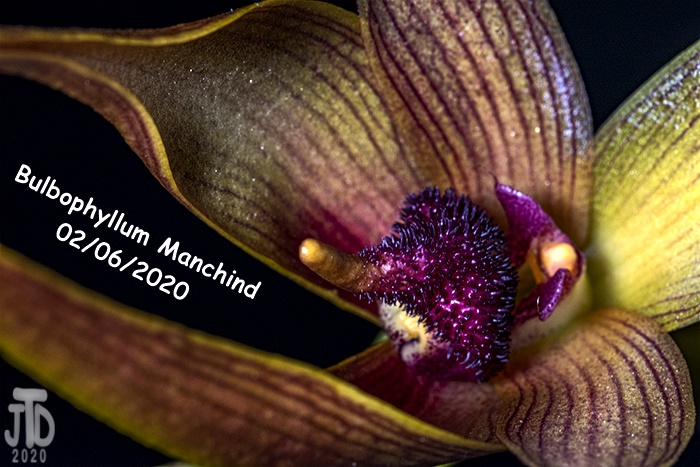 Name:  Bulbophyllum Manchind2 02062020.jpg
Views: 1414
Size:  151.9 KB