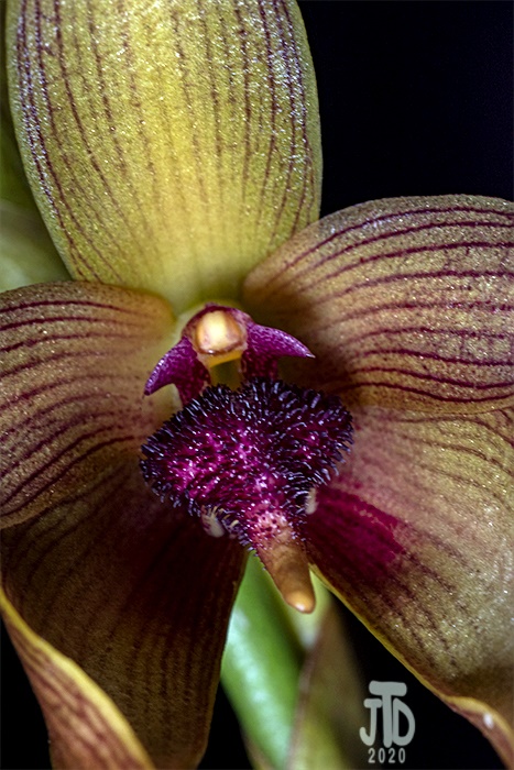 Name:  Bulbophyllum Manchind4 02062020.jpg
Views: 1702
Size:  167.8 KB