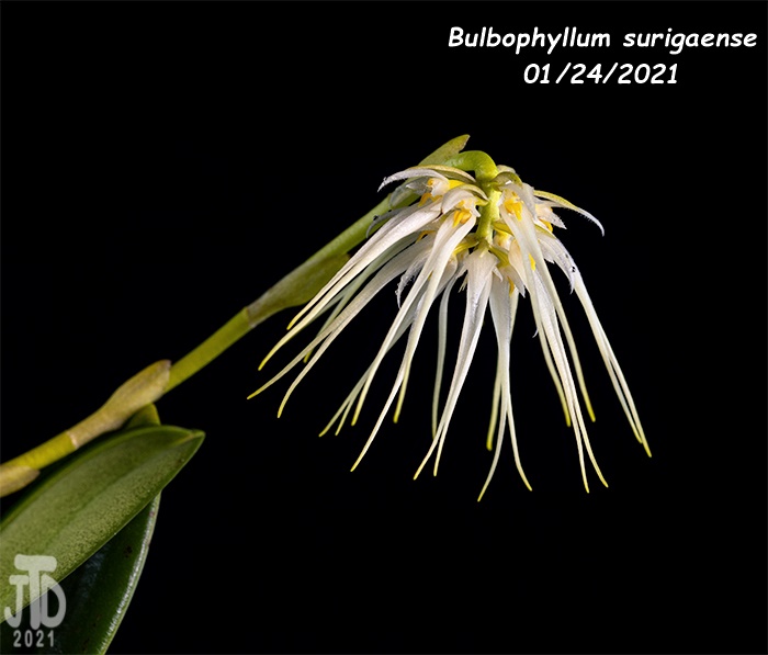 Name:  Bulbophyllum surigaense2 01242021.jpg
Views: 818
Size:  90.2 KB