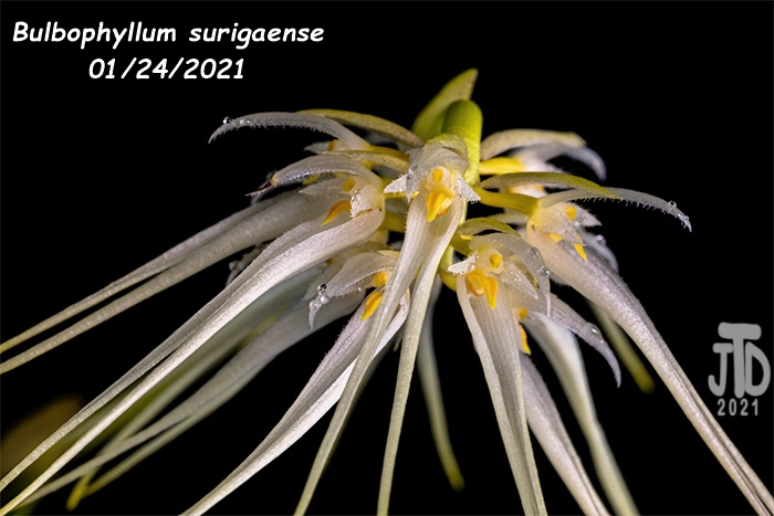 Name:  Bulbophyllum surigaense5 01242021.jpg
Views: 340
Size:  105.9 KB