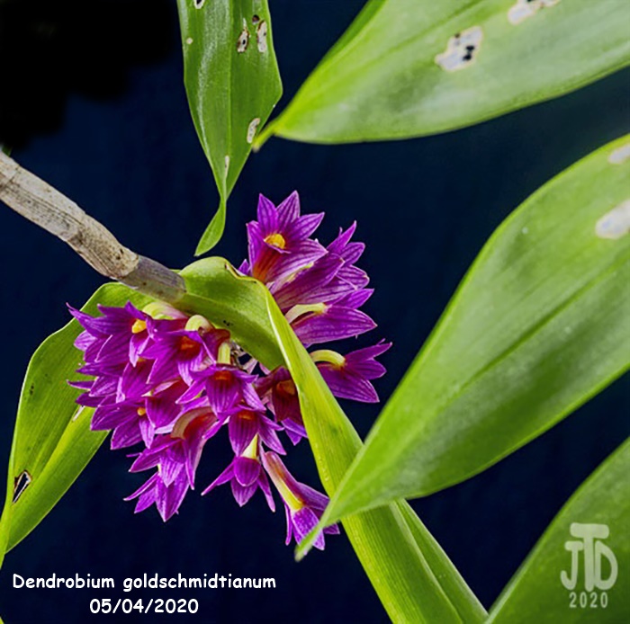 Name:  Dendrobium goldschmidtianum4 05032020.jpg
Views: 199
Size:  158.1 KB